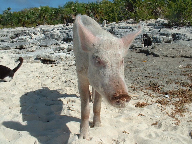 BAH Staniel Cay Pigs4